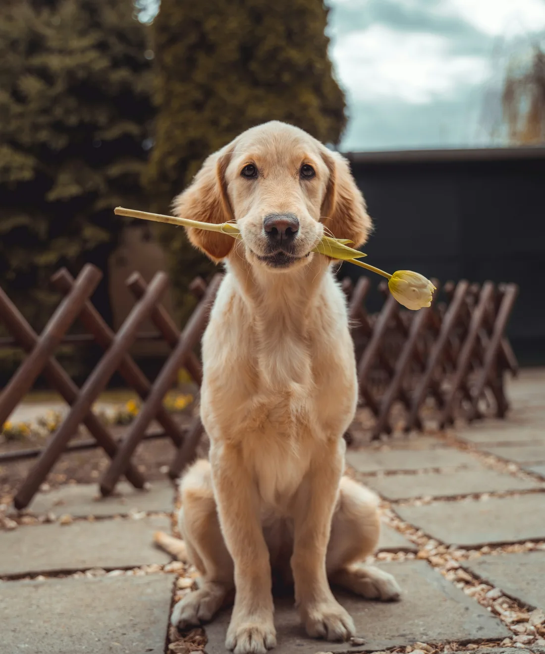 Doğal ışıkta bir köpek portresi; geçici stok görsel